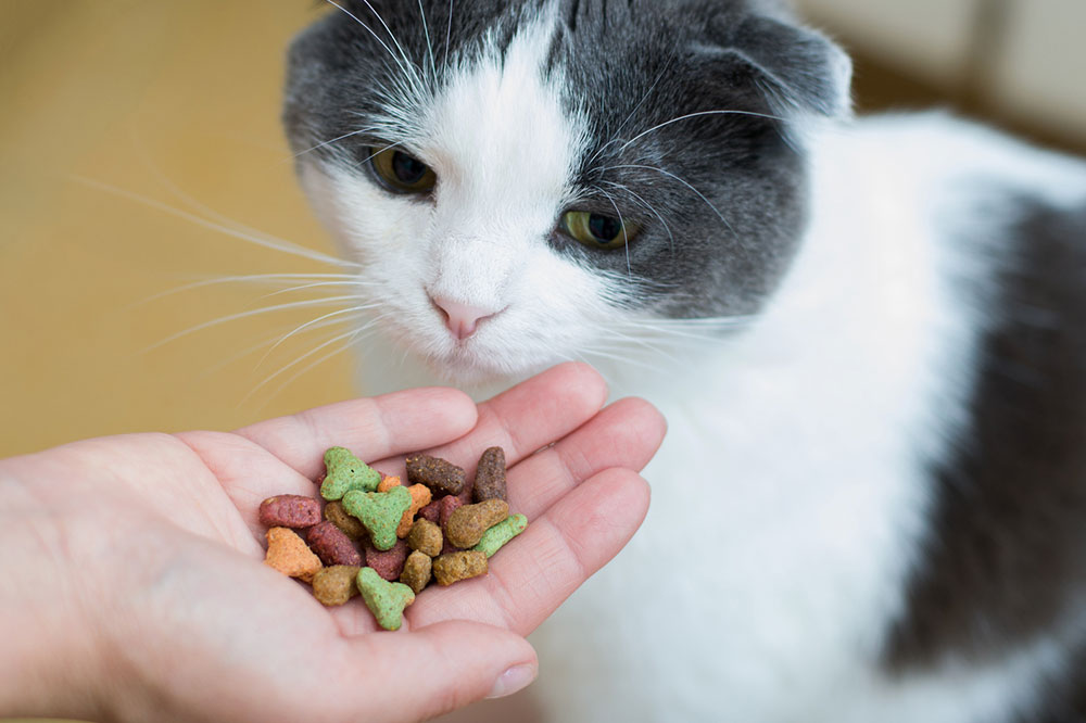 4 Simple and Healthy Cat Treats at Home