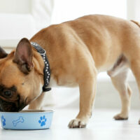 5 Foods You Can Safely Feed Your Dog