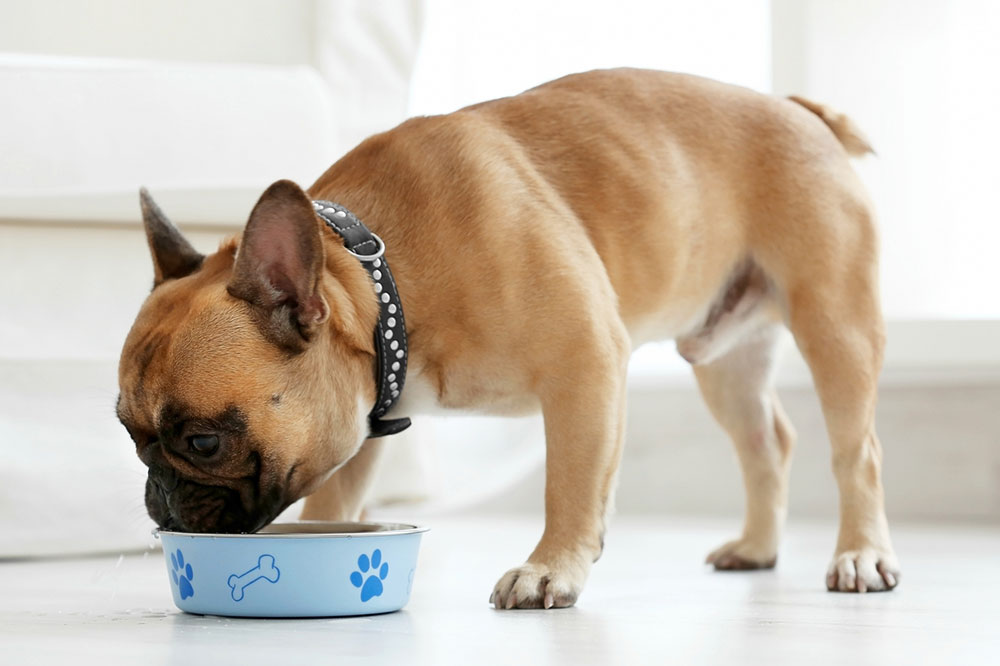 5 Foods You Can Safely Feed Your Dog