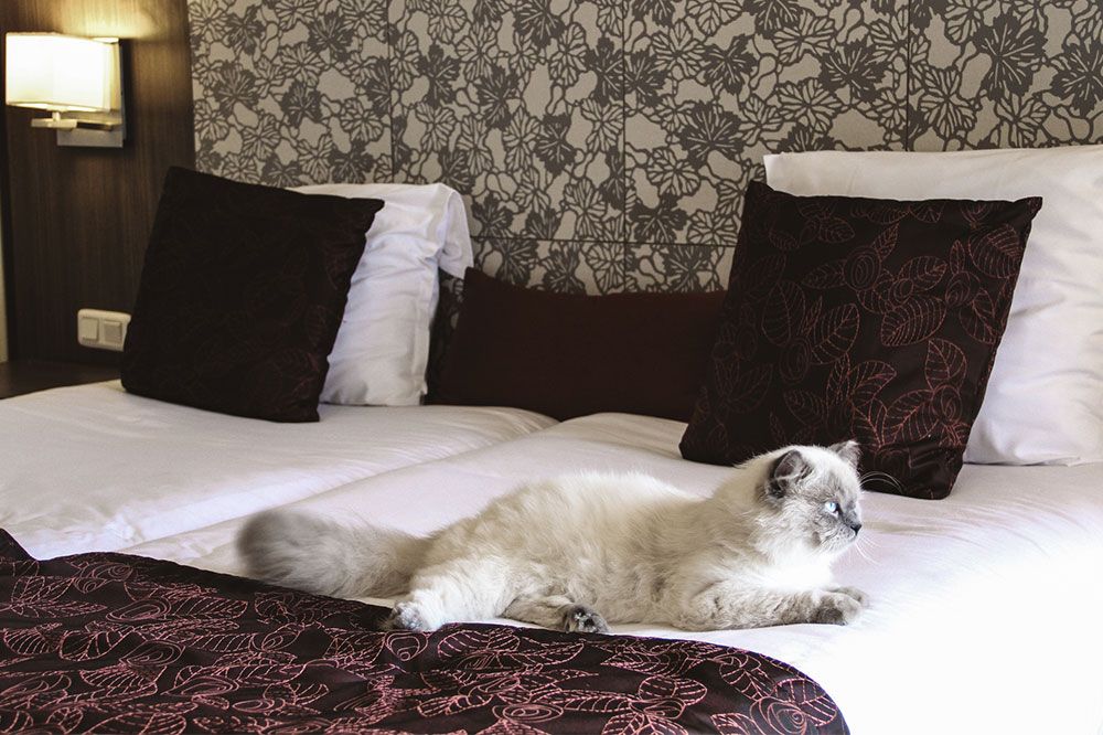 6 Pet-friendly Hotels in the Country