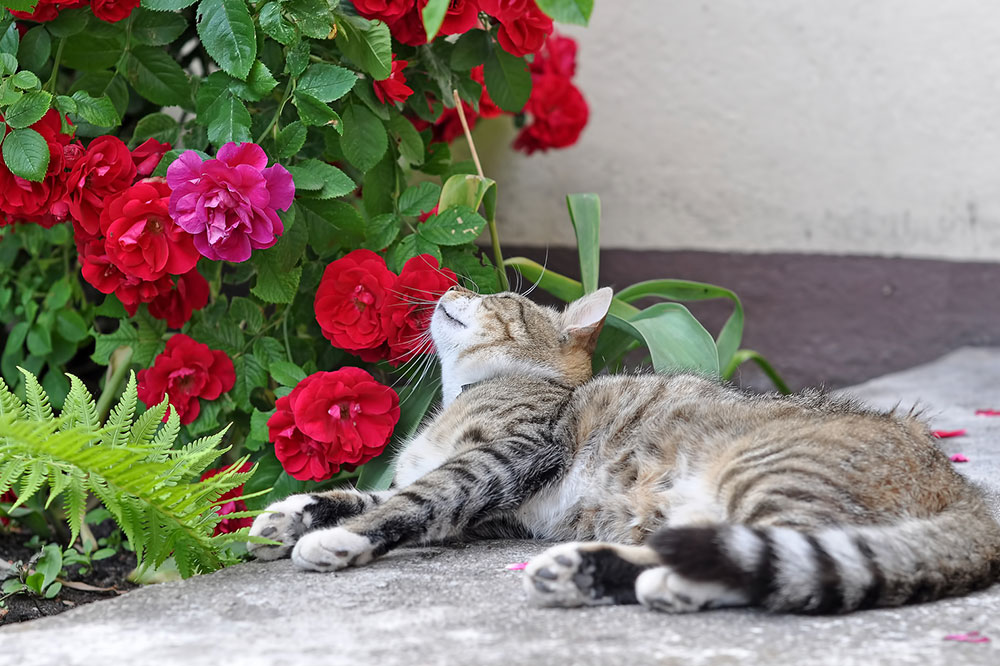 Keep Your Cat Away from These Toxic Plants