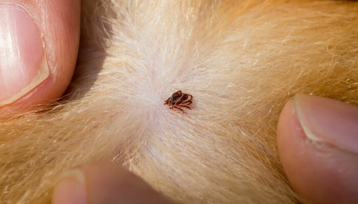 Natural Remedies to Relieve Your Pet of Fleas and Ticks