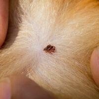 Natural Remedies to Relieve Your Pet of Fleas and Ticks