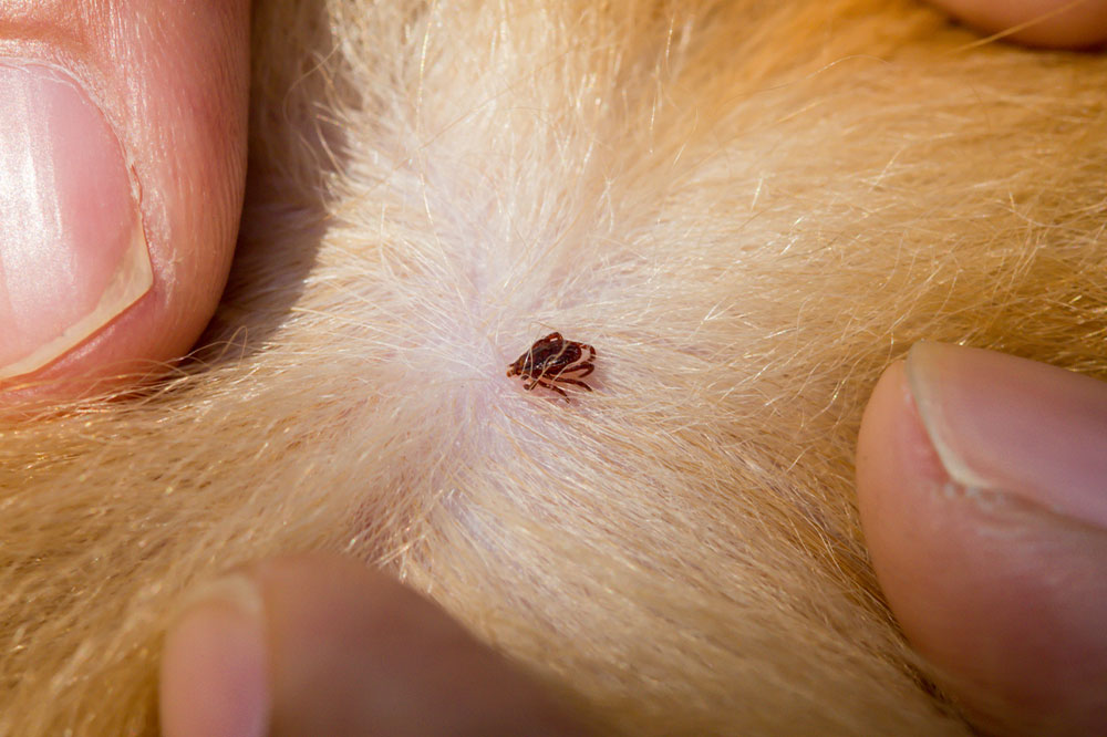 Natural Remedies to Relieve Your Pet of Fleas and Ticks