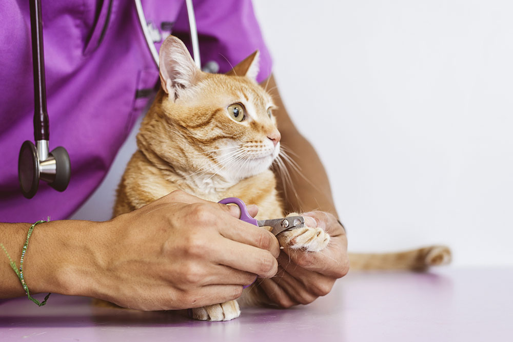 Signs of Feline Diabetes a Pet Owner Should Know